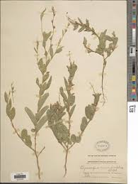 Image result for Alysicarpus zeyheri