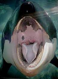 Tank whale orca vore maw mawshot tongue mouth throat teeth large macro drool saliva flesh purple. Mawshot By Rexy Rex98 Fur Affinity Dot Net