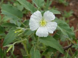 Image result for Monsonia glauca