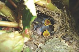 Maybe you would like to learn more about one of these? What To Do If A Baby Bird Or Nest Falls From Its Proper Place Community News Postandcourier Com