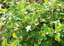 Image result for Jamesbrittenia integerrima