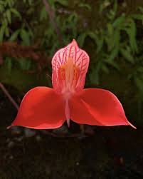 Image result for Disa hircicornis