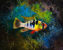 The blue ram, mikrogeophagus ramirezi, is a species of freshwater fish endemic to the orinoco river basin, in the savannahs of venezuela and colombia in south america. The German Blue Ram Cichlid Fleece Blanket For Sale By Scott Wallace Digital Designs