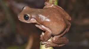 We did not find results for: Uchenye Obnaruzhili V Novoj Gvinee Neobychnuyu Shokoladnuyu Lyagushku