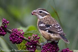 Backyard Birds Of Central Florida Central Florida Backyard Bird Identification Backyard Birds Bird Identification Bird