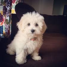 Eloise The Papichon Bichon Frise Papillon Mix Hybrid Papichons Cute Dogs Fur Kids Smart Dog