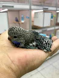 My ex father in law swears he once bred a black budgie. Blackface Budgies