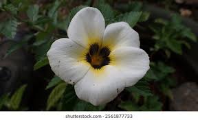 Image result for Turneraceae