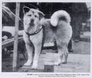 Akita Inu - Temperament, Origins & Care (HACHIKO DOG BREED)