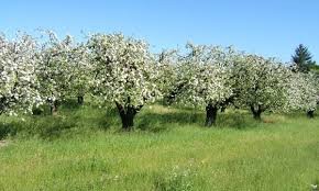 Maybe you would like to learn more about one of these? Apples Everywhere But No Apple Trees Why Gameplay Kingdom Come Deliverance Forum