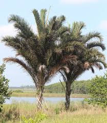 Image result for Raphia australis