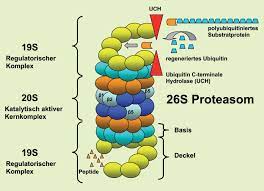 Fernlehrgang mit wochenendseminaren in vielen städten. Https Onlinelibrary Wiley Com Doi Pdf 10 1002 Biuz 200790094