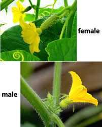 Image result for male flowers cucumber