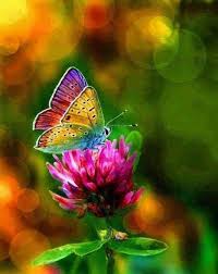 Pin By Mary Leckie On Art Diamond Painting Ideeen Beautiful Butterflies Butterfly Rainbow Butterfly