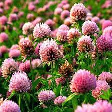 Image result for Trifolium squarrosum