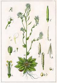Image result for Arabidopsis