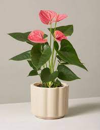 Pink Anthurium Plants Anthurium Indoor Plants
