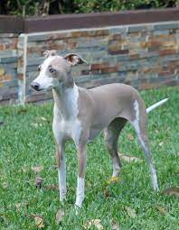 Italian Greyhound Iggy Online Shopping