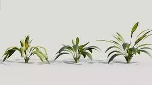 Image result for Curculigo