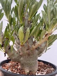Image result for Pachypodium saundersii