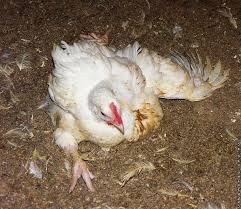 Cara ayam daging dipanggang dgn happy call jadi lembek : 6 Cara Mengatasi Lumpuh Pada Ayam Broiler Arenahewan Com