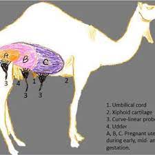 Camel milk can cost you $30 per liter. Pdf Pregnancy Diagnosis In Dromedary Comparison Between Transrectal And Transabdominal Ultrasonography