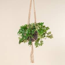 Image result for Rhoicissus rhomboidea