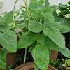 Setelah lebih 40 hari, pokok kacang panjang mula berbunga dan berbuah #jomtanamsayur #kebunbandar #kacangpanjang tarikh : 1