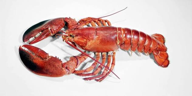 7 Things You May Not Know About Lobsters and Their History | HISTORY