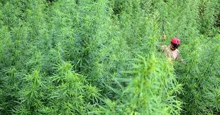 Ladang ganja ternyata banyak di pulau sumatera, baru tahu pas klik #ladangganja eh berita yang keluar rata² di daerah aceh, sumut, sumsel, lampung dari tangan tersangka, polisi menyita barang bukti 400 batang tanaman ganja berumur setahun, lima kilogram daun ganja kering, senapan angin. Aceh Penghasil Ganja Nomor Wahid Dengan Kualitas Terbaik Di Dunia Sa