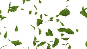Download the autumn leaves, nature png on in this category autumn leaves we have 50 free png images with transparent background. Download Png Leaves Png Gif Base