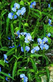 Image result for Commelina