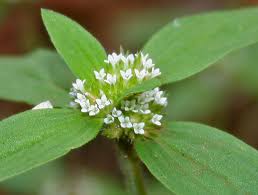 Image result for Spermacoce princeae