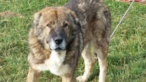 Japan chin and pekingese section 9. Dog Guard Dog Blog