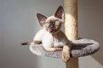 Devon Rex Ontario 💗 | Pure breed kittens for adoption