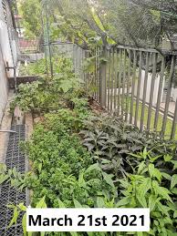 Easily buy spices online on the savory spice shop website or visit one of our many spice store locations.no matter what type of spice you need, from dried chiles to organic spices and herbs, buy spices from savory. Belal J Muhialdin On Twitter Starting July 27th 2020 We Started A Small Project In My Community I Love Medicinal Herbs Spices And Vegetables We Are Providing Free Seeds And Small Plants