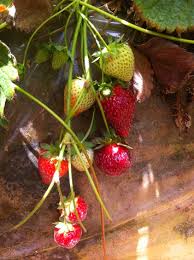 We did not find results for: Strawberry Picking With Kids Near Legoland California Travelmamas Com