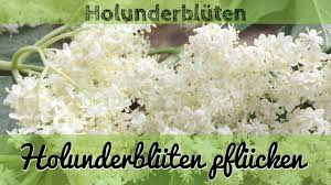Gegen zahnweh ritzte man das zahnfleisch mit einem holunderspan, den man anschließend unter freundlichem altbewährtes erkältungsmittel: Holunderbluten Ernten Holunder Pflucken Youtube
