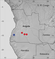 Image result for Crepidorhopalon schweinfurthii