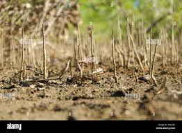 Image result for Rhizophora