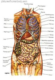 For more anatomy content please follow us and visit our website: Rib Cage Diagram With Organs Rib Cage Anatomy