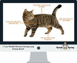 Masa mengandung kucing berlangsung selama 59 70 hari. Cara Mudah Merawat Kucing Yang Sedang Hamil