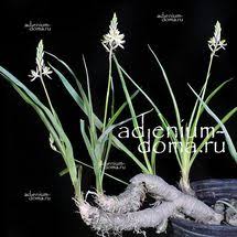 Image result for Trachyandra saltii
