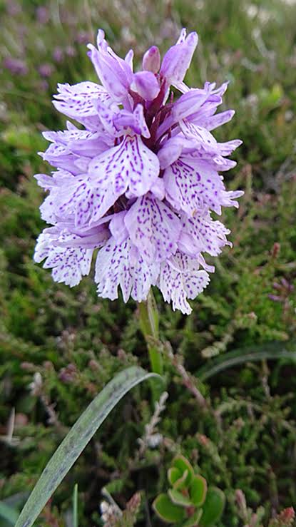 The Heath Spotted-Orchid – Northwest Nature and History