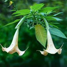 How To Grow Angel S Trumpet Tips For Growing Brugmansia