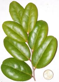 Image result for Ebenaceae