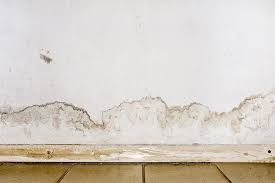Mold can develop and flourish on virtually any basement material. Basement Mold Removal What You Need To Know Rock Environmental