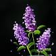 Paint Nite: Lilac Bouquet