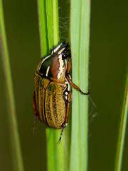 Image result for Endostemon villosus