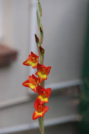 Image result for Gladiolus dalenii